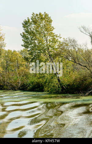 Vagues lisses sur les eaux vertes de la rivière Mincio, tourné en plein soleil d'automne lumière près de Mantoue, Lombardie, Italie Banque D'Images