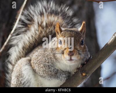 L'écureuil gris de l'assise sur un arbre, à la recherche dans l'appareil photo Banque D'Images