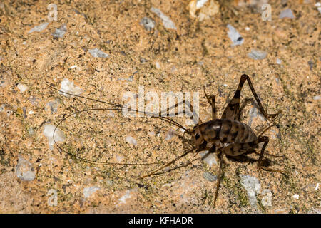 Cricket de chameau sur une escalade mur de fondation. Banque D'Images