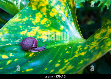 Un petit escargot rampe sur l'érable grandifolié Banque D'Images