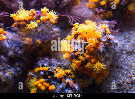 Close up photo de coraux tasse jaune Banque D'Images