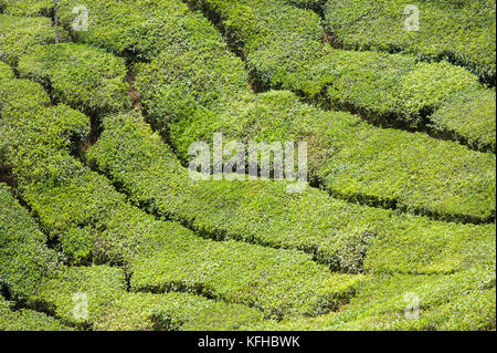 Les plantations de thé de munnar Banque D'Images