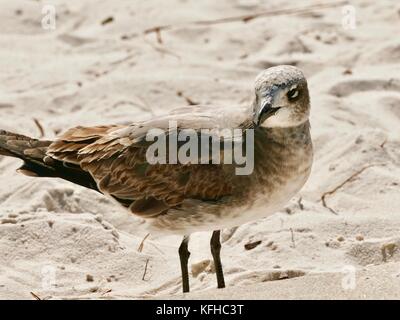 Coupé votre bronzage et de brun. Rire juvénile (Leucophaeus atricilla mouette) debout sur une plage de sable. Cedar Key, Florida, USA Banque D'Images