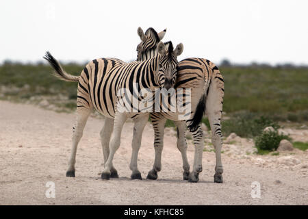 Deux zèbres se trouvent sur la route près du camp d'Okaukeujo dans le parc national d'Etosha, en Namibie. Banque D'Images