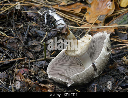 Agaricus moelleri - inky mushroom ou gris stainer dessous montrant branchies & ring Banque D'Images