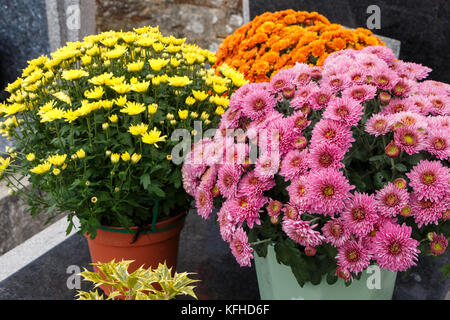 Jaune, rose et orange, chrysanthèmes sur une pierre tombale pour la toussaint en Bretagne Banque D'Images