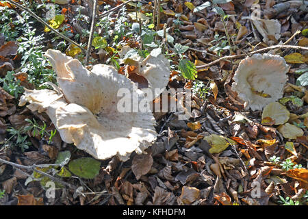 Les champignons en chaire en bois, Cadsden, aux couleurs de l'automne, automne, feuilles rustique Banque D'Images