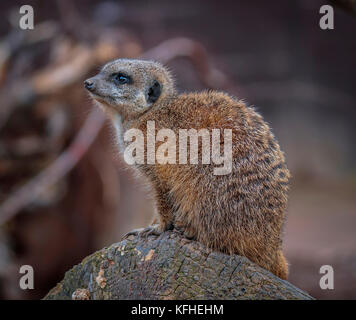 - Suricates Suricata suricatta Banque D'Images