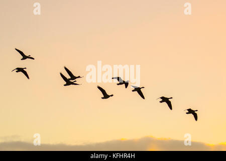 Volée d'oiseaux dans le ciel à l'aube. Burscough, Lancashire. Météo britannique. 29 octobre, 2017. Des dizaines de milliers d'oies retour à pied Rose Martin simple wetland centre au coucher du soleil. Au moins 15000 Oies à bec court ont terminé une partie de leur trajet de migration et se perchaient sur la réserve ce mois-ci. Sefton, Lancashire et le nord-ouest peuvent s'attendre à entendre les appels de plus de 100 000 pieds d'oies cendrées au cours des prochaines semaines, à mesure que la migration commence et les oies utilisent le Nord Ouest comme une station-service pour faire le plein après leur migration, avant de continuer vers le sud pour l'hiver. Banque D'Images