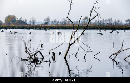 Quickborn, Allemagne. 19 octobre 2017. La zone de tourbe de Quickborn, Allemagne, 19 octobre 2017. La production de tourbe dans la région devrait prendre fin avant 2020. Crédit : Markus Scholz/dpa/Alamy Live News Banque D'Images