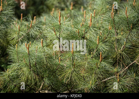 Pin nain de Sibérie (pinus pumila) avec les jeunes pousses au printemps Banque D'Images