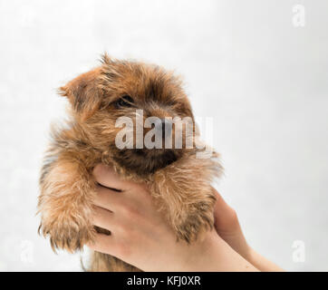 Femelle chiot dans les mains sur un fond clair Banque D'Images