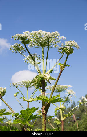 La berce du Caucase inflorescence contre le ciel bleu Banque D'Images