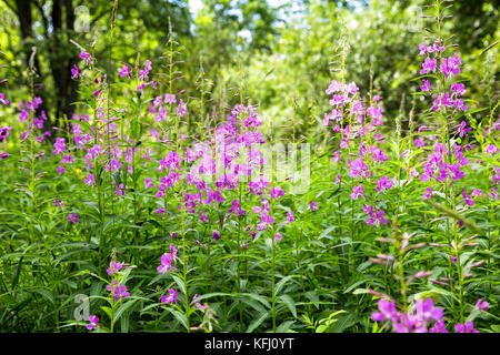 Les bosquets de willowherb dans une clairière de la forêt Banque D'Images