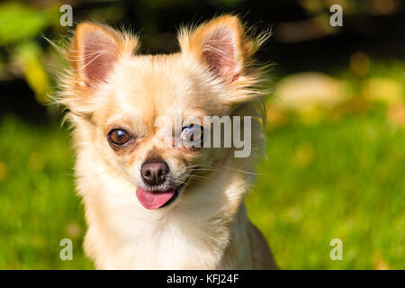 Très mignon petit chien chihuahua assis sur l'herbe. drôles de chiot. Banque D'Images