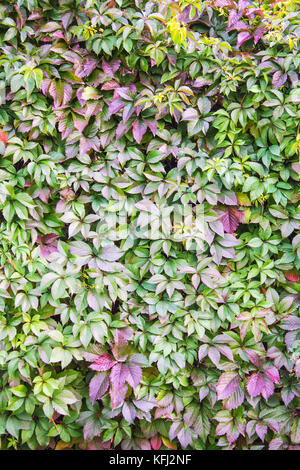 Un mur de feuilles vertes et violettes d'un raisin de jeune fille pour l'arrière-plan. Banque D'Images