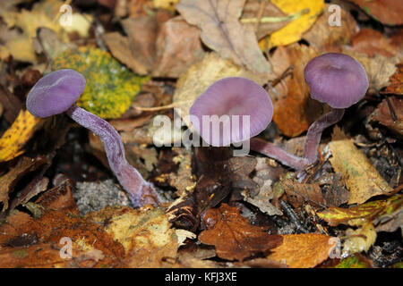 Le fourbe Laccaria amethystina améthyste Banque D'Images