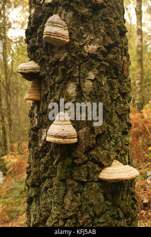 Les champignons sur un support de mousse recouverte de bouleau verruqueux arbre dans la lumière du matin d'or Banque D'Images