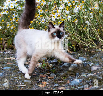 Jolie Kitty jouant dans les marguerites Banque D'Images