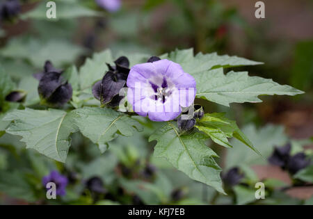 Nicandra physalodes fleurs. Banque D'Images