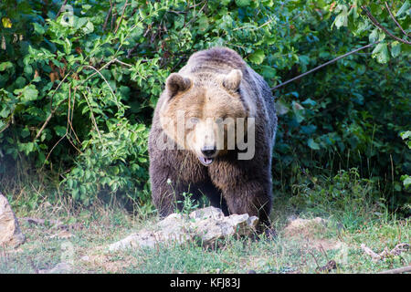 À l'ours brun ours kuterevo sanctuaire, Croatie. c'est un refuge pour les ours de orphanaged & lika senj county, Croatie. Banque D'Images