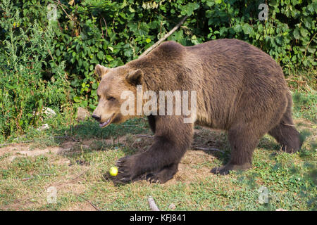 À l'ours brun ours kuterevo sanctuaire, Croatie. c'est un refuge pour les ours de orphanaged & lika senj county, Croatie. Banque D'Images