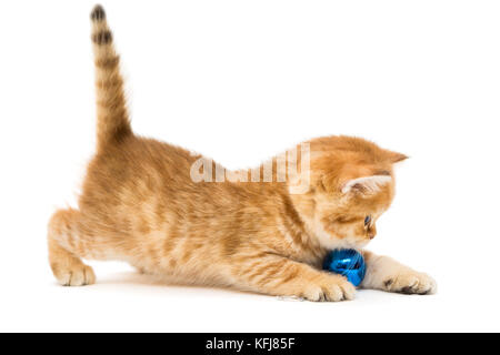 Chaton jouant avec un jouet de noël, isolated on white Banque D'Images