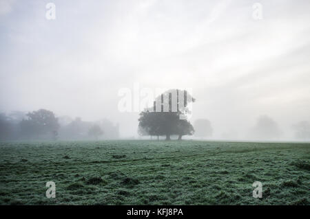 Brouillard épais autour d'automne campagne du Sussex près de Shipley Banque D'Images