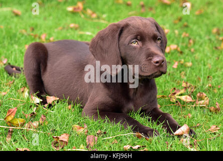 Un labradinger springador ou petit chien couché et jouant dans un champ d'herbe à la recherche au propriétaire et en formation comme un gundog. Banque D'Images