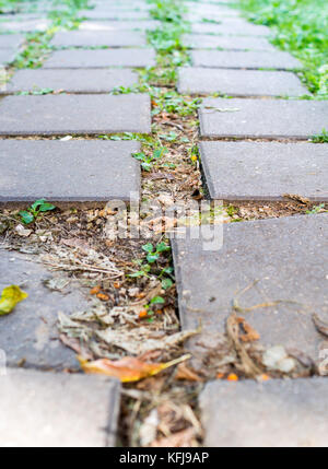 Chemin de tuiles béton en jardin à l'été. arrière-plan. Banque D'Images