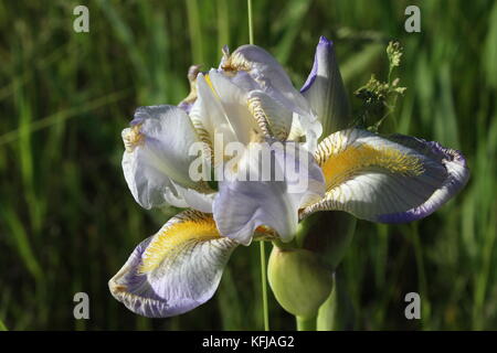 Belle fleur violet embout avec bonne définition. Très très étonnant de voir et d'être paisible près de. Banque D'Images