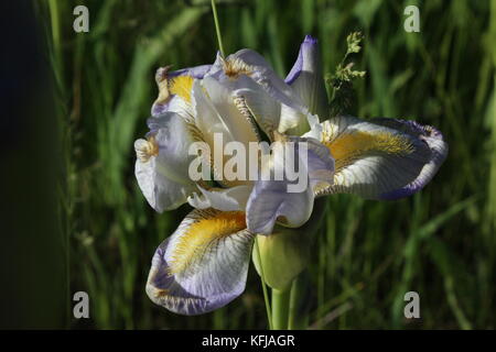 Belle fleur violet embout avec bonne définition. Très très étonnant de voir et d'être paisible près de. Banque D'Images