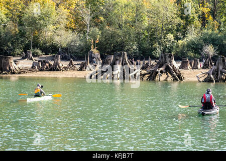 Les kayakistes de prendre photo de l'Araignée géante comme les racines des arbres et les souches dans l'eau et sur le terrain Banque D'Images