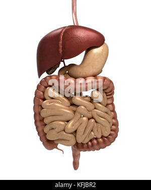 Anatomie humaine coupe du système digestif, y compris la bouche. Les autres organes. rendu 3d. Banque D'Images