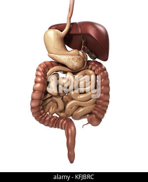 Anatomie humaine coupe du système digestif, y compris la bouche. Les autres organes. rendu 3d. Banque D'Images