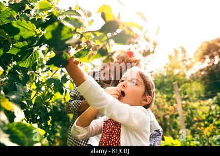 Couple avec petite-fille jardinage dans le jardin arrière Banque D'Images