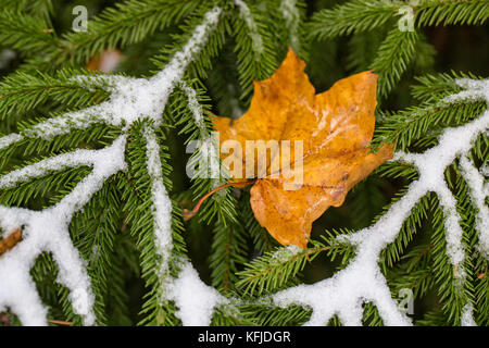 Feuille d'érable solitaire à l'automne novembre Jour de neige sur les branches de sapin Banque D'Images
