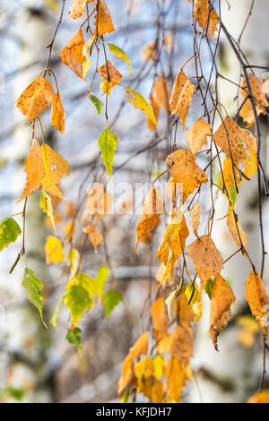 Abstraite automne arrière-plan avec des feuilles de bouleau. Banque D'Images