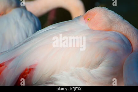 Flamant rose la sieste Banque D'Images