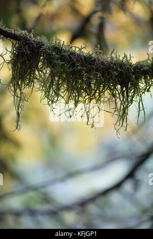 Gros plan artistique de mousse sur une branche d'arbre avec des feuilles de nature d'automne en arrière-plan. Île de Vancouver, C.-B., Canada. Banque D'Images