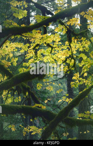 Magnifique paysage de nature d'automne tranquille avec des branches d'arbre moussy et un feuillage d'automne jaune coloré en arrière-plan. Île de Vancouver (Colombie-Britannique) Banque D'Images