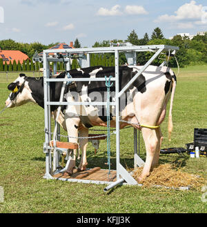 La vache malade en attente de traitement dans une boîte de métal Banque D'Images