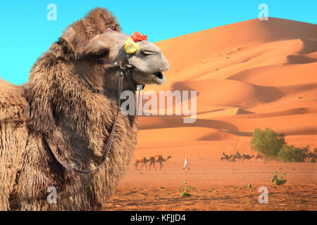 Chameau de Bactriane (Camelus bactrianus) et caravane de chameaux dans le désert du Sahara, Maroc. un chameau, drivers-berbères avec le dromadaire et des dunes de sable sur bleu Banque D'Images