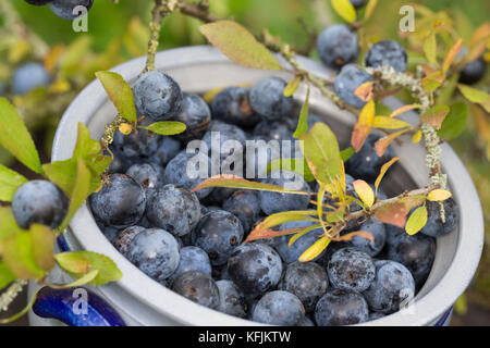 Schlehenernte, Schlehen-Ernte, Ernte von Schlehenfrüchten, Frucht, Früchte, Schlehenbeeren, Schlehe, Gewöhnliche Schlehe, Schwarzdorn, Prunus spinosa, Banque D'Images