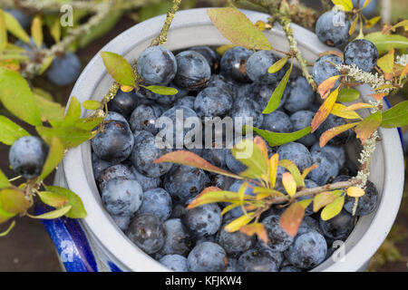 Schlehenernte, Schlehen-Ernte, Ernte von Schlehenfrüchten, Frucht, Früchte, Schlehenbeeren, Schlehe, Gewöhnliche Schlehe, Schwarzdorn, Prunus spinosa, Banque D'Images