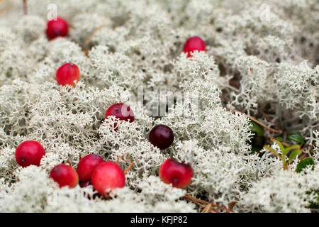 Berry rouge sur blanc au sol de la forêt en automne jour moss Banque D'Images