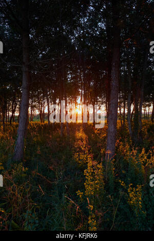 Le soleil se fait à travers une forêt. Banque D'Images