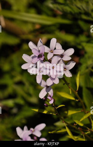 Coralroot bittercress bulbifer 'cardamine' rose / lilas fleur, rare, violet-brun bulbils, bois, sol calcaire..uk Somerset Banque D'Images