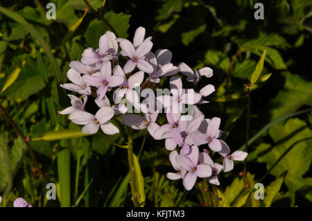 Coralroot bittercress bulbifer 'cardamine' rose / lilas fleur, rare, violet-brun bulbils, bois, sol calcaire..uk Somerset Banque D'Images