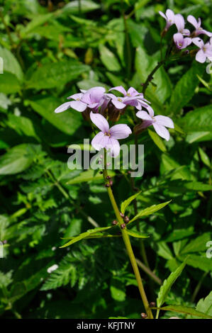 Coralroot bittercress bulbifer 'cardamine' rose / lilas fleur, rare, violet-brun bulbils, bois, sol calcaire..uk Somerset Banque D'Images